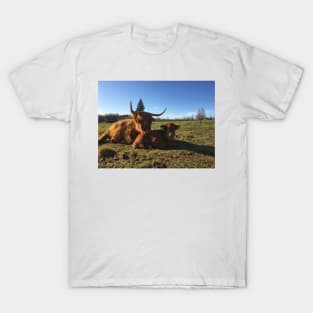 Scottish Highland Cattle Cow and Calf 1755 T-Shirt